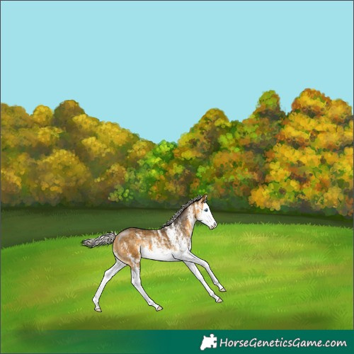 Horse Color:White Spotted Silver Buckskin Splash 