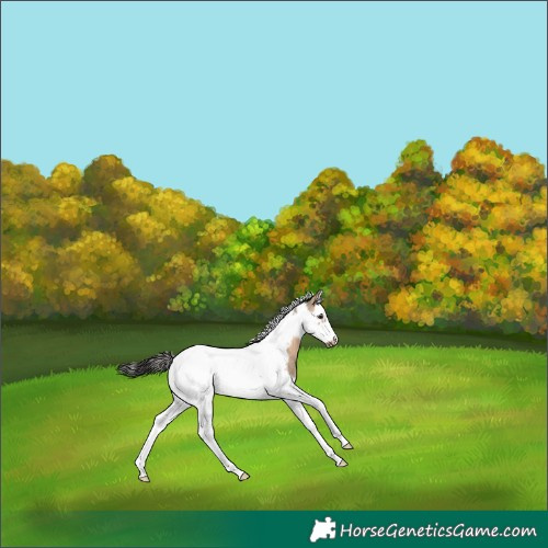 Horse Color:Bay Dun Splash Tobiano Frame 