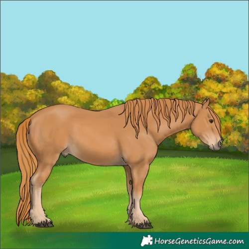 Horse Color:Chestnut 