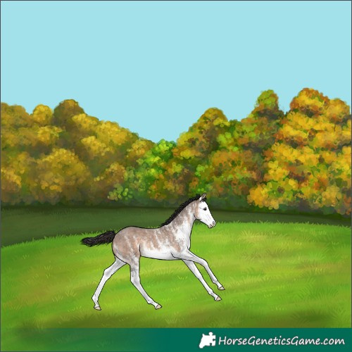 Horse Color:White Spotted Bay Dun Splash 