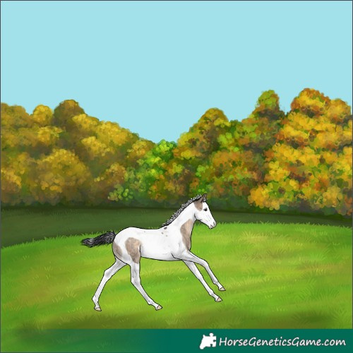 Horse Color:Brown Dun Splash Tobiano Rabicano 