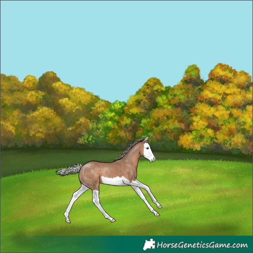 Horse Color:Silver Brown Dun Splash 