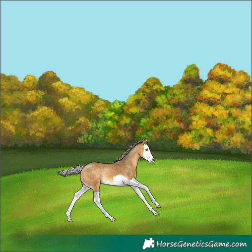 Horse Color:Silver Buckskin Dun Splash
