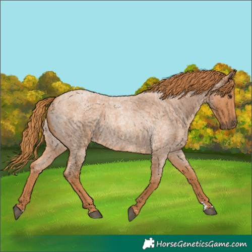 Horse Color:Red Roan 