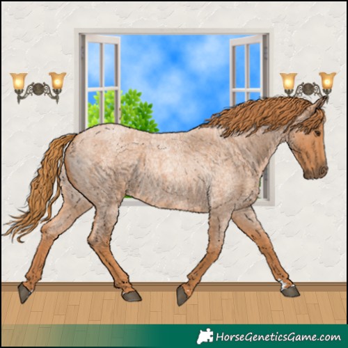 Horse Color:Red Roan 