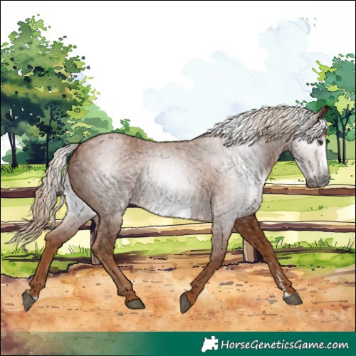 Horse Color:Gray Chestnut Frame 