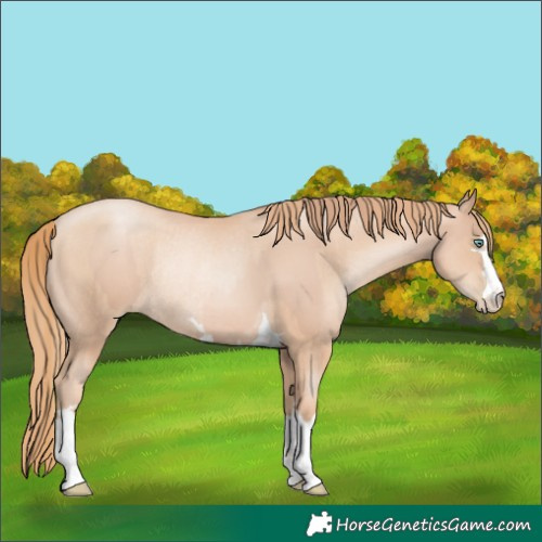 Horse Color:Gold Champagne Pearl Rabicano  and Gold Champagne Pearl Rabicano 