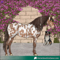 Horse Color:Sable Champagne Leopard and Sable Champagne Near Leopard