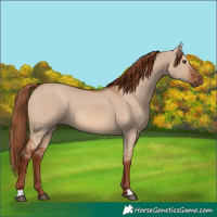 Horse Color:Red Dun