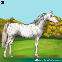 Horse Color:Gold Champagne Appaloosa and Gray Gold Champagne Appaloosa