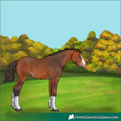 Horse Color:Bay Splash Frame 