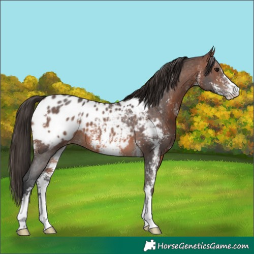 Horse Color:Brown Sabino Blanket 