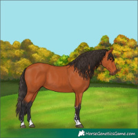 Horse Color:Bay 