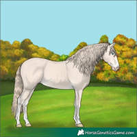Horse Color:Perlino