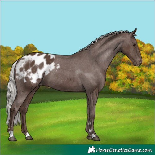 Horse Color:Silver Black Appaloosa