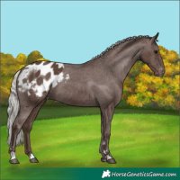 Horse Color:Silver Black Appaloosa 