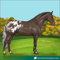Horse Color:Silver Black Appaloosa 