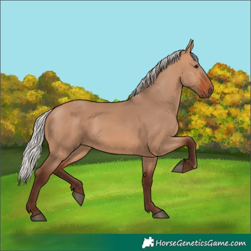 Horse Color:Silver Bay Dun 