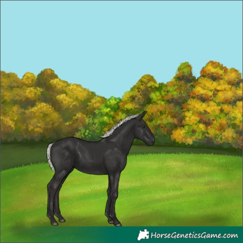 Horse Color:Liver Chestnut Mushroom