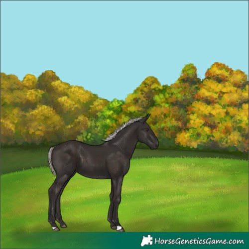 Horse Color:Liver Chestnut Mushroom 