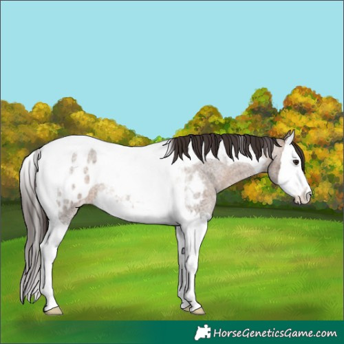 Horse Color:Brown Roan Dun Splash Tobiano Appaloosa 