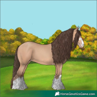 Horse Color:Amber Champagne 