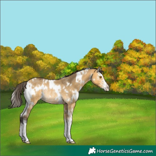 Horse Color:White Spotted Buckskin Dun Sabino Rabicano 