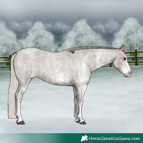 Horse Color:White Spotted Silver Grullo Roan 