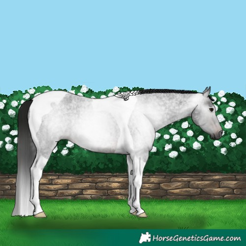 Horse Color:Gray Brown Roan Tobiano 