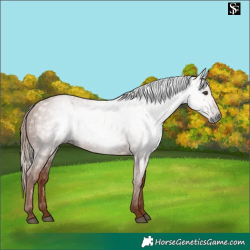 Horse Color:Gray Chestnut 