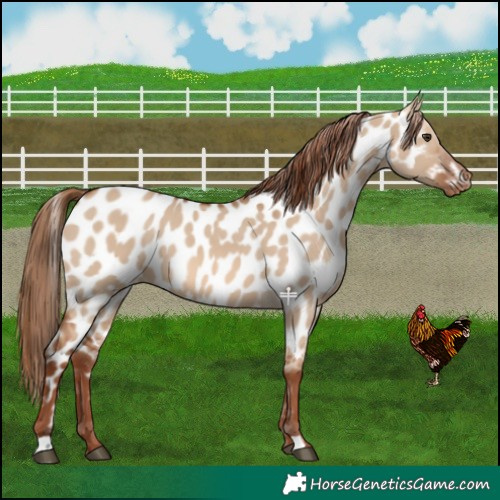 Horse Color:Red Dun Appaloosa 