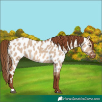 Horse Color:Red Dun Appaloosa 