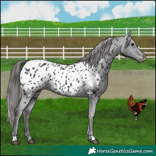 Horse Color:Black Near Leopard 