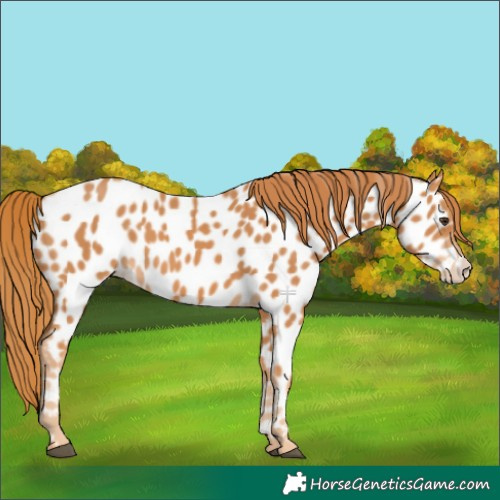 Horse Color:Chestnut Near Leopard 