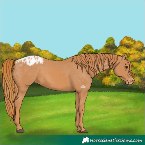 Horse Color:Chestnut Varnish 