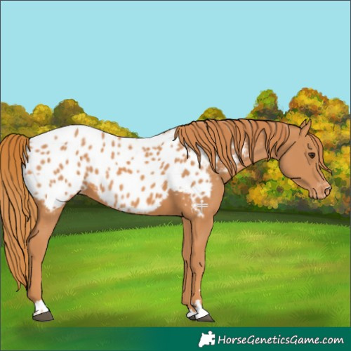 Horse Color:Chestnut Near Leopard 