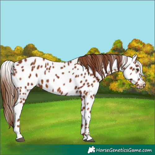 Horse Color:Chestnut Leopard 
