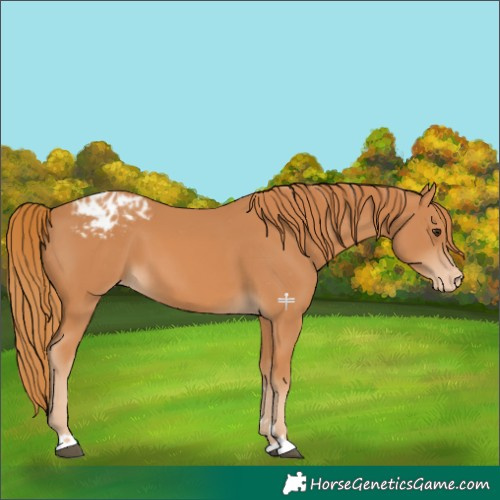 Horse Color:Chestnut Appaloosa 