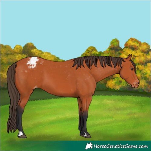Horse Color:Bay Appaloosa 