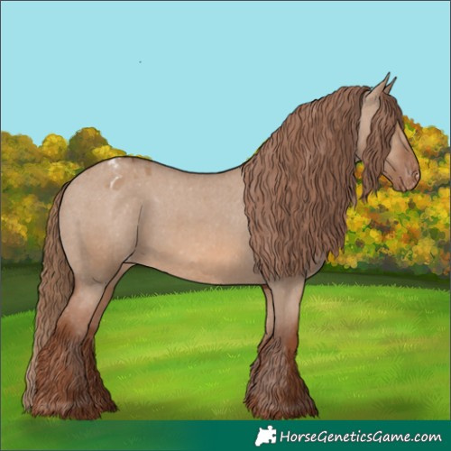 Horse Color:Red Dun Appaloosa 