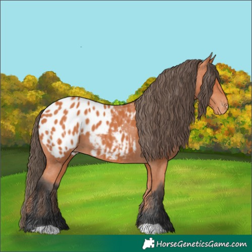 Horse Color:Bay Appaloosa 