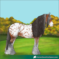 Horse Color:White Spotted Bay Appaloosa 