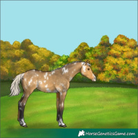 Horse Color:White Spotted Silver Buckskin Dun Sabino