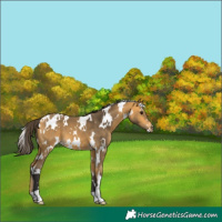 Horse Color:White Spotted Buckskin
