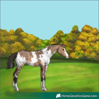 Horse Color:White Spotted Bay Dun