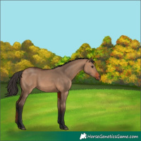 Horse Color:Bay Dun