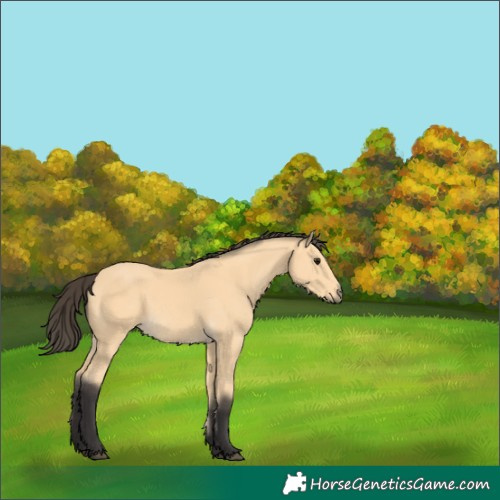 Horse Color:Buckskin 