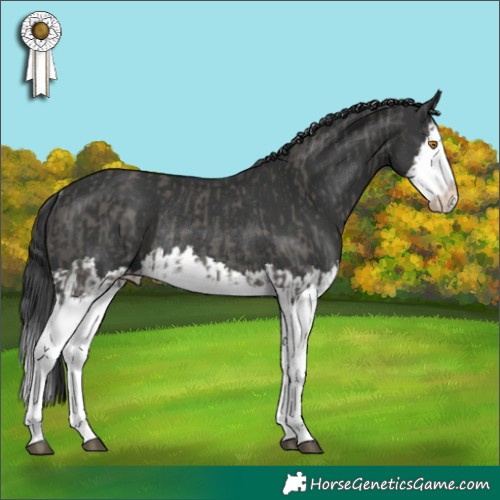 Horse Color:Grullo Splash Rabicano  and Black Splash Rabicano 