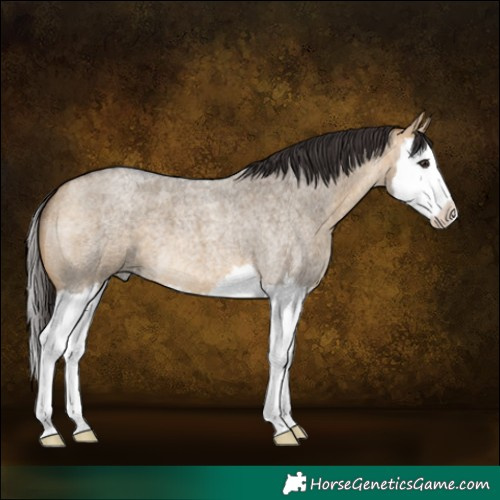 Horse Color:Buckskin Roan Dun Splash 