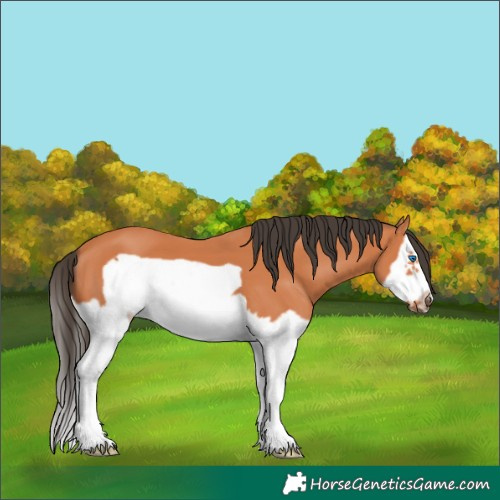 Horse Color:Bay Splash Frame 